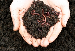 compost