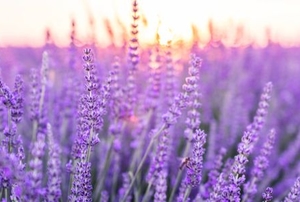 a field of blooming purple lavender with the sun on the horizon