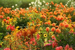 An orange and red-colored flower garden symbolizing fall weather.