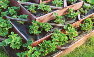 raised garden beds with lettuce growing in tiers
