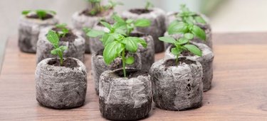 How To Start An Indoor Herb Garden From Seeds - Herb Germination Chart