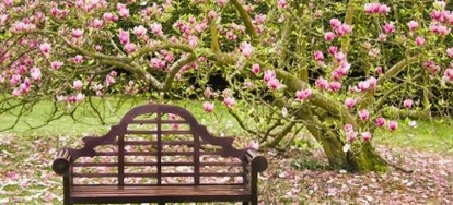 A Dozen of the Easiest Flowering Trees to Grow ...