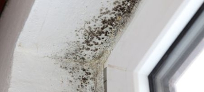 how remove to fungus from mdf Clean DoItYourself.com to Mildew  Damage Treat How and