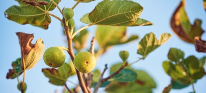 Propagate A Fig Tree From Cutting Doityourself Propagate A Fig Tree From Cutting