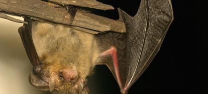 How To Get Rid Of Bats Doityourself Bats Get A Bad Rap In Mythology They Re Considered Monsters Maybe That S Because Over Time Can Destroy Your Home Bat Urine And Droppings