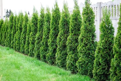 4 Diffe Varieties Of Arborvitae Doityourself Emerald Green Arborvitae