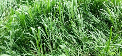 The Anatomy and Health of a Lawn | DoItYourself.com