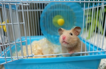 Illustration of Hamster Cage Escape Behavior