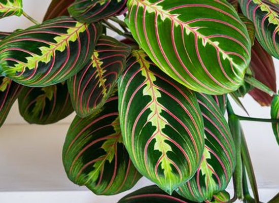 maranta prayer plant with green leaves that have large red lines