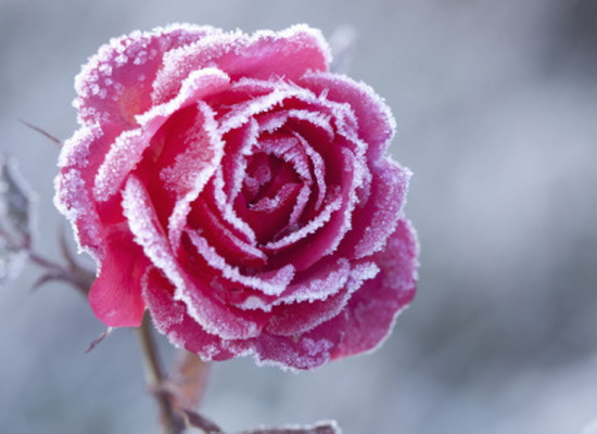 rose covered with frost