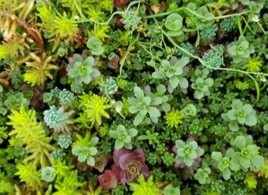various goundcover plants together