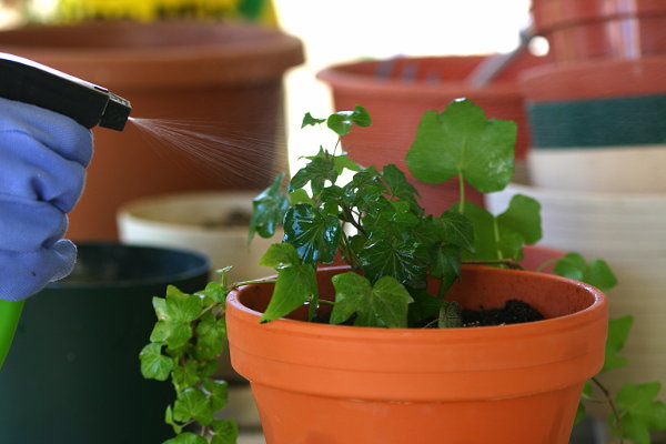 Using a spray bottle to mist a plant