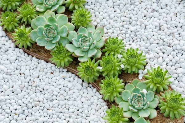 Succulents are a great choice for a drought-tolerant yard because of their gorge