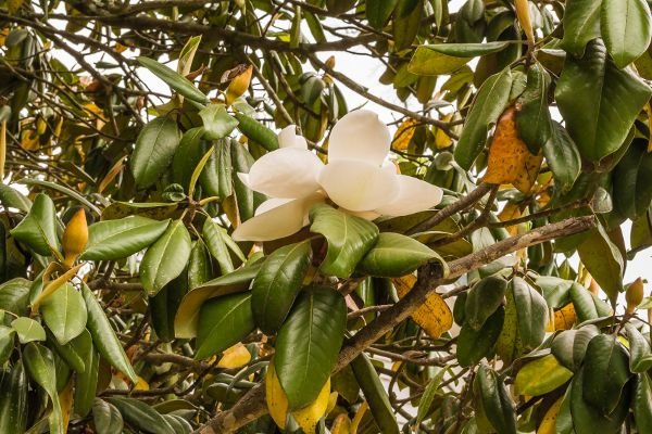 How to take care of magnolia tree