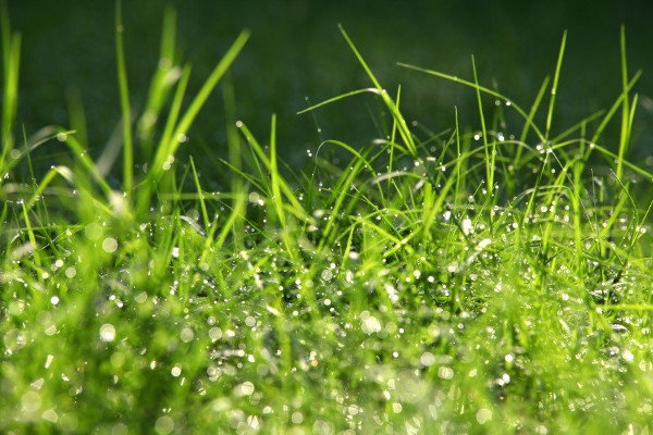 A close-up image of grass. 