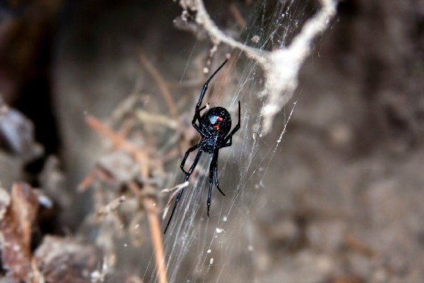 Telltale Signs Pests Leave Behind, black widow spider