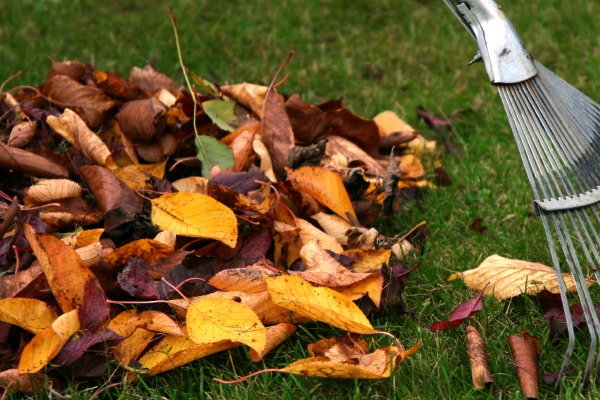 Green Ideas for Mulch Alternatives, leaves, raking, autumn, fall