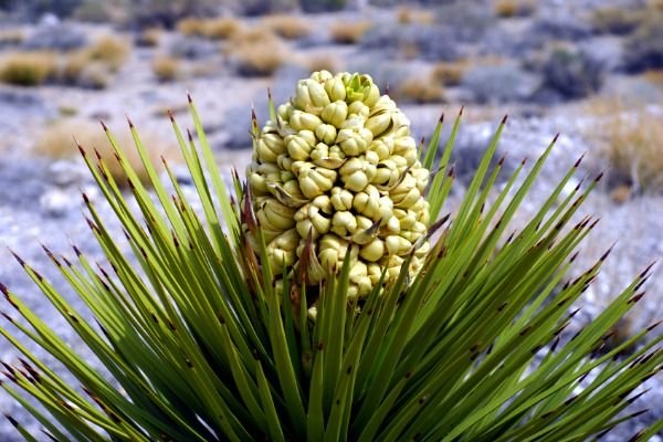 Grow Your Own Home Security System, yucca