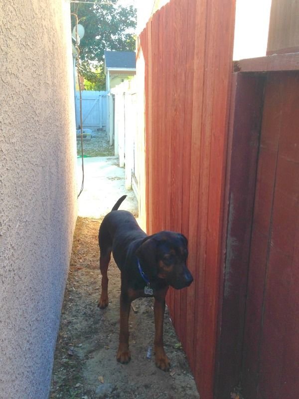 Repairing the Old Fence for the New Dog, Justin DiPego