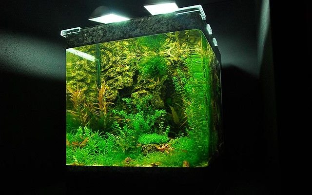 green and lush fish tank