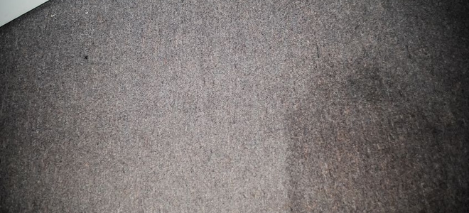 Carpet Mold and Mildew Removal