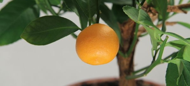 6. Small Citrus Tree