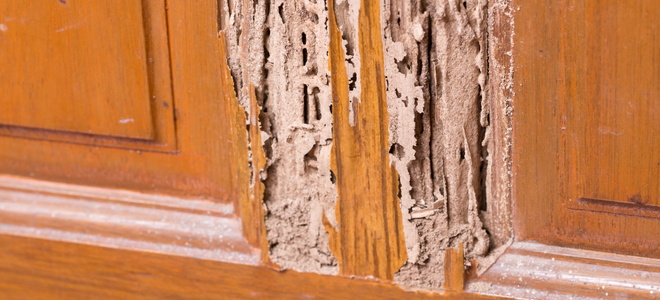 The Basics Of Termite Damage Repair Explained Doityourself Com
