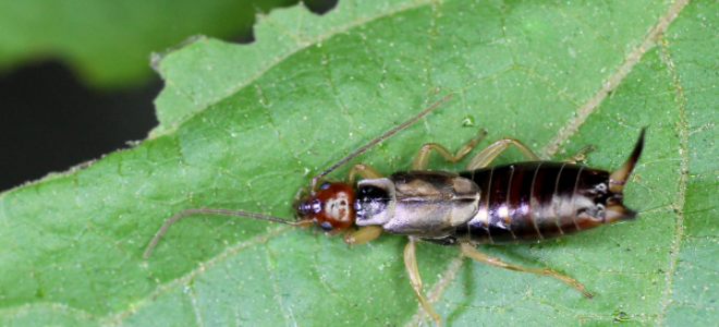3 Ways To Kill Earwigs In Your Home Doityourself Com