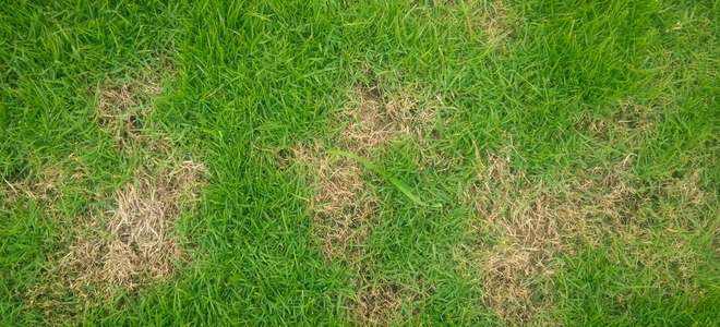 How to Eliminate Bald Patches in the Lawn
