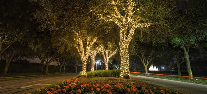 Trees with twinkle lights.