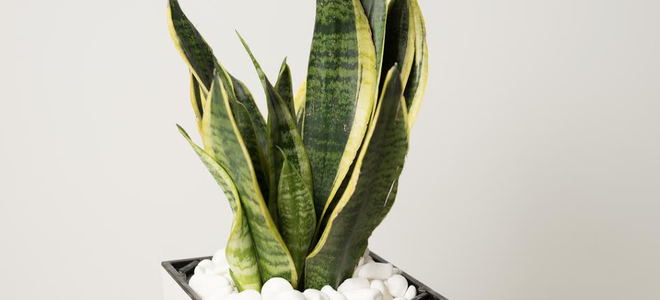 a snake plant with broad pointed leaves