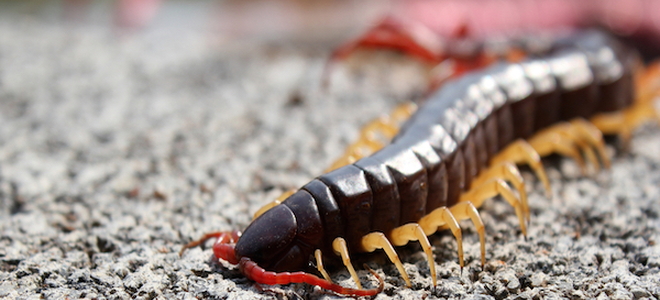 centipedes entering centipede prevent doityourself hours