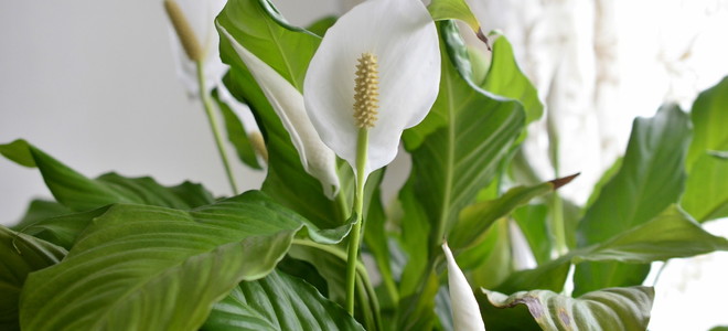 a lily plant with white flowers