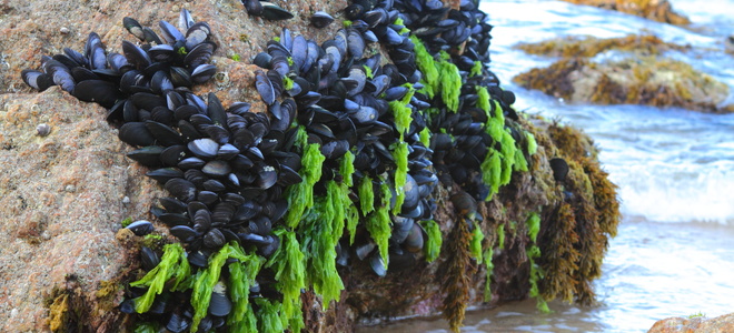 How to Collect Sea Mussels | DoItYourself.com