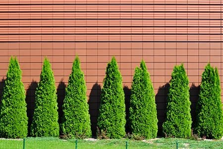 arborvitae prune pruning tree emerald doityourself plants landscaping trim trees caring shape plant thuja pyramid winter growth outdoor branches row