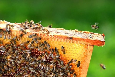 Beekeeping in Your Backyard | DoItYourself.com