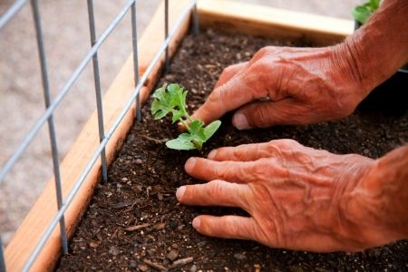 Creating the Right Soil Mix for Square Foot Gardening | DoItYourself.com