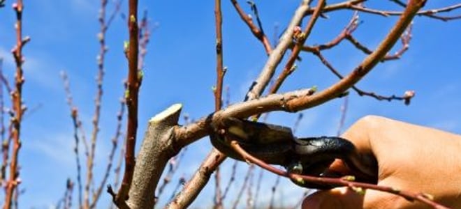 download pruning plum trees for free