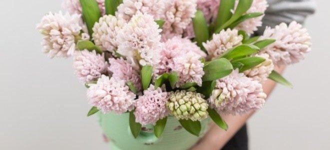 person holding a pot full of light pink hyacinth