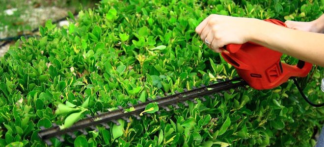 Trimming a hedge with an electric trimmer