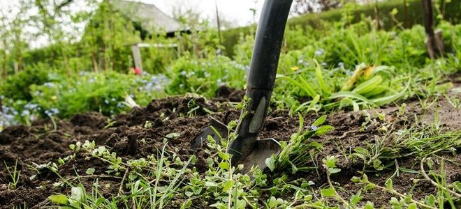 A patch of soil with a lot of weeds and a shovel getting ready to remove them.