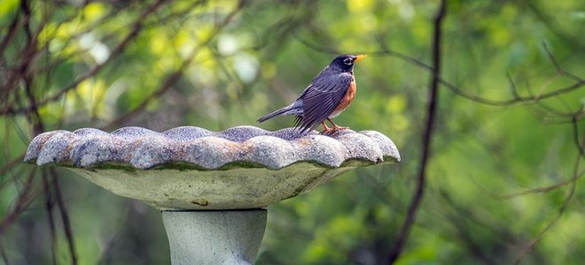 how to fix crack in bird bath