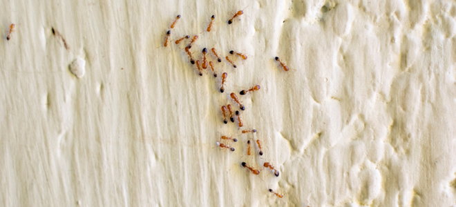 tiny light brown ants in kitchen