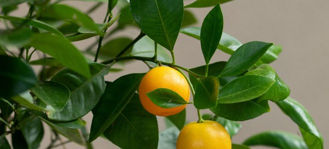 calamondin tree