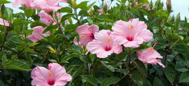 A pink hibiscus bush. 