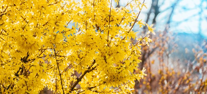 Forsythia bushes.