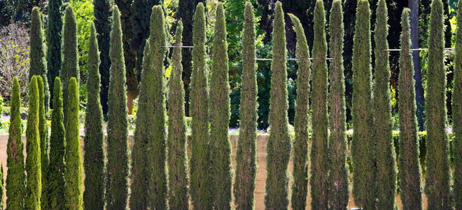 A row of cypress trees. 