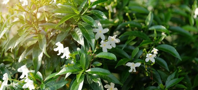 dealing with asian jasmine plant diseases identification and treatment