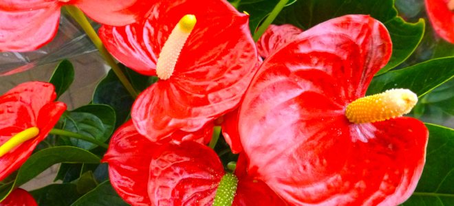 i fiori rossi dell'anthurium