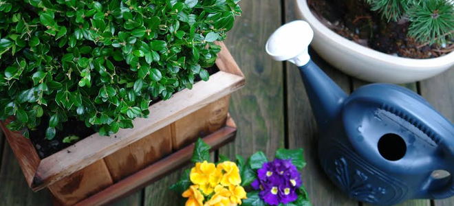 Wood planter with flower and watering jug
